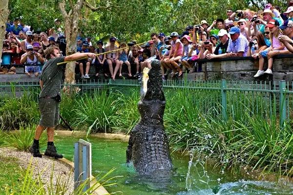 Australian Reptile Park Private Tour