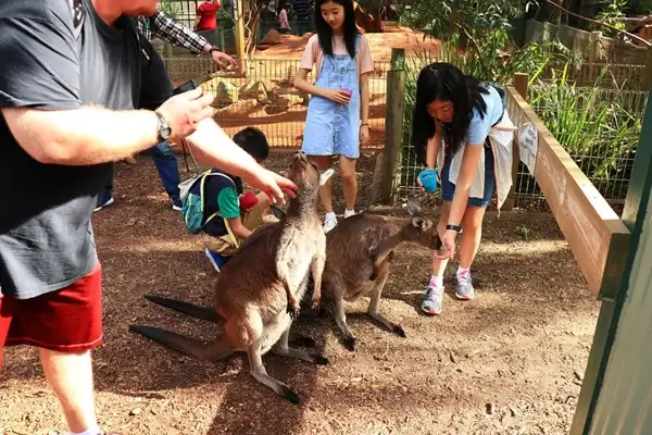 Featherdale Wildlife Park Private Tour